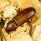 Illustration for article titled This Beetle Accidentally Fertilizes His Mate With Another Males Sperm